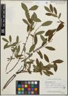Foto von Salix planifolia Pursh